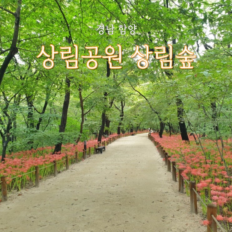  함양 상림숲 상사화 꽃무릇 만개한 9월 맨발걷기