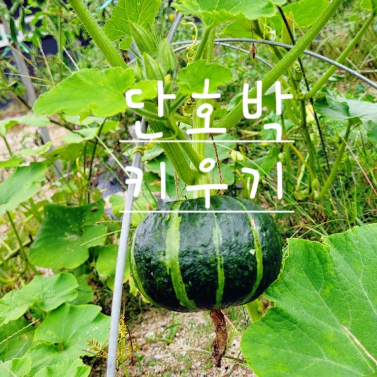  바밤단호박을 꿈꾸며 바밤짱 단호박키우기