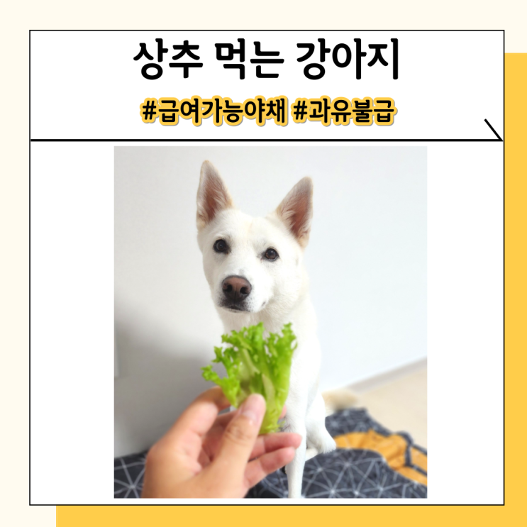 강아지 상추 야채 유럽상추 좋은 이유와 주의사항 강아지 상추 야채 유럽상추 좋은 이유와 주의사항