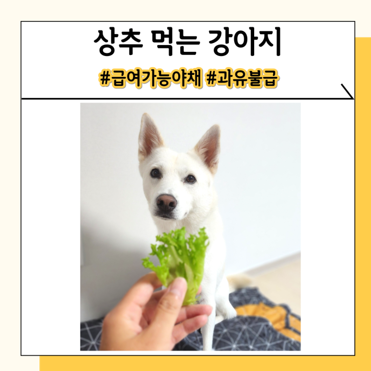 강아지 상추 야채 유럽상추 좋은 이유와 주의사항