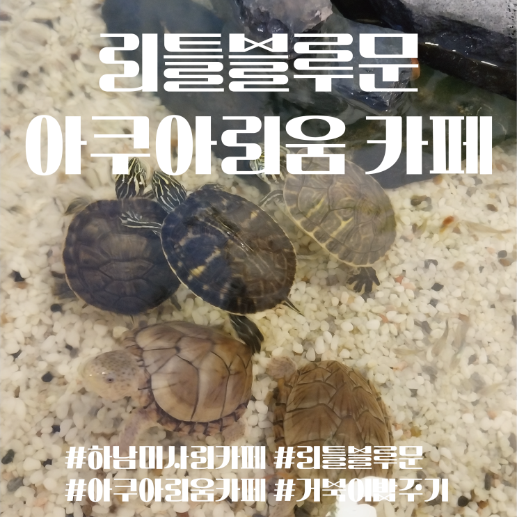  하남 미사리 카페 아쿠아리움 카페 리틀블루문, 도심 속 물멍과 여유 거북이 밥 주기 체험