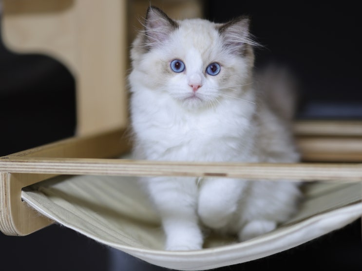 랙돌캐터리 분양 렉돌 고양이 성격, 개냥이 품종 3개월 모습 크기 변화