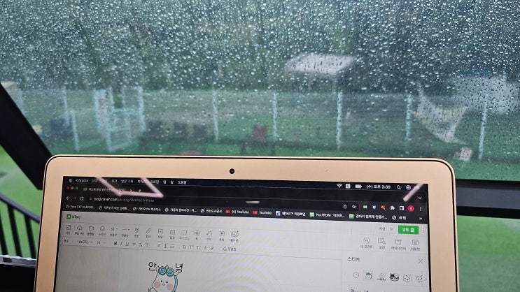  비오는 날 애견카페 :) 라드독