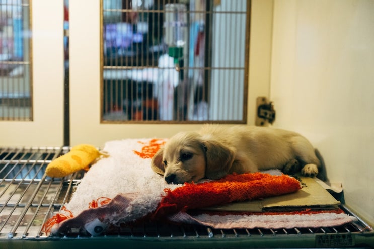 '댕냥이' 보험 정비 이뤄질까…활성화 방안 발표 임박 '댕냥이' 보험 정비 이뤄질까…활성화 방안 발표 임박