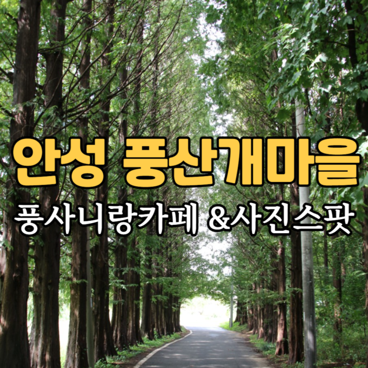  안성 풍산개마을 풍사니랑 카페 주차 메타세콰이어길에서 인생사진 찍자