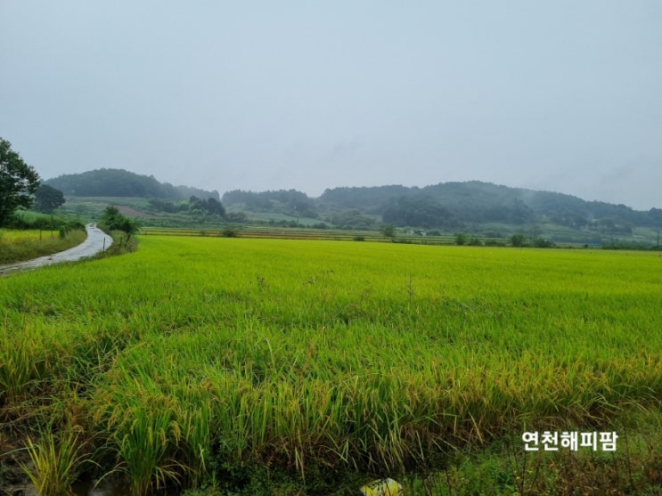  민통선투어 땅보러다니기 9월 민통선 풍경 비오는날 일상