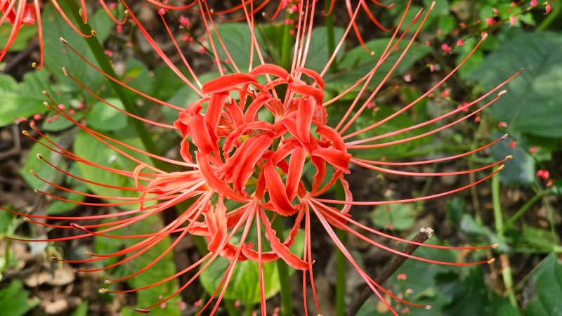 석산, 피안화, 꽃무릇, Lycoris radiata (L'Her.) Herb. : 네이버 블로그