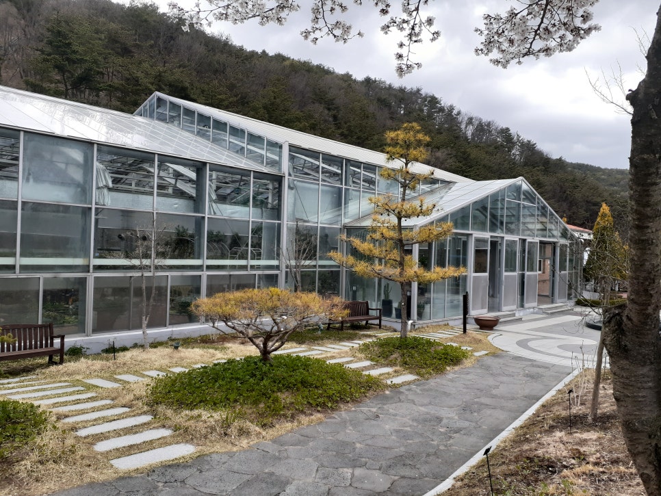 황금소나무 사진 2