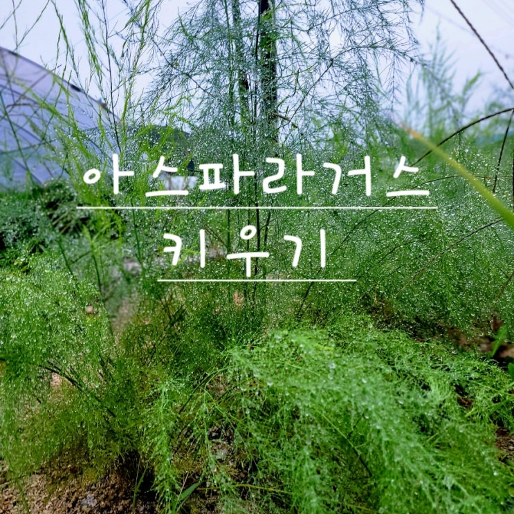  식용 아스파라거스 모종 키우기 종근 재배방법
