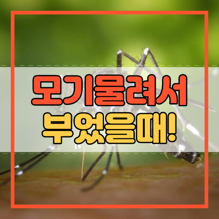  모기물려서 부었을때 십자 만들지 마세요!
