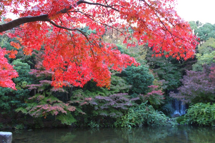일본 오사카 단풍 명소 반파쿠기념공원(만박기념공원) 11월 단풍
