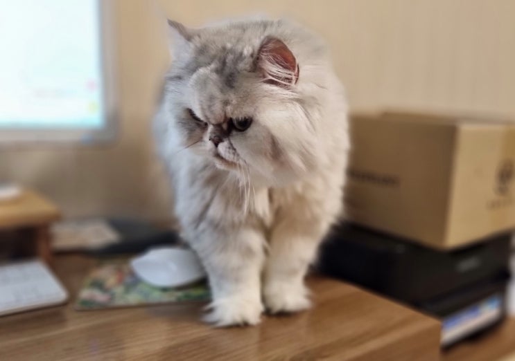  고양이 턱드름 원인과 재발 예방을 위한 관리