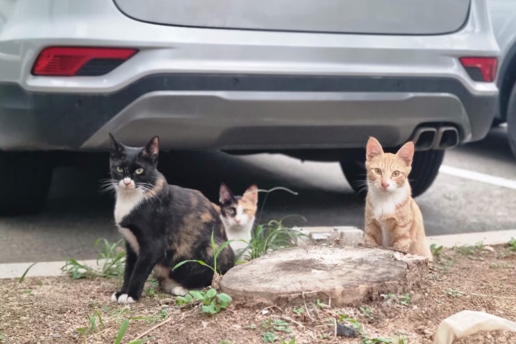  삼색고양이 치즈 고양이 코숏 성격 색깔과 성별 따라 다른 이유
