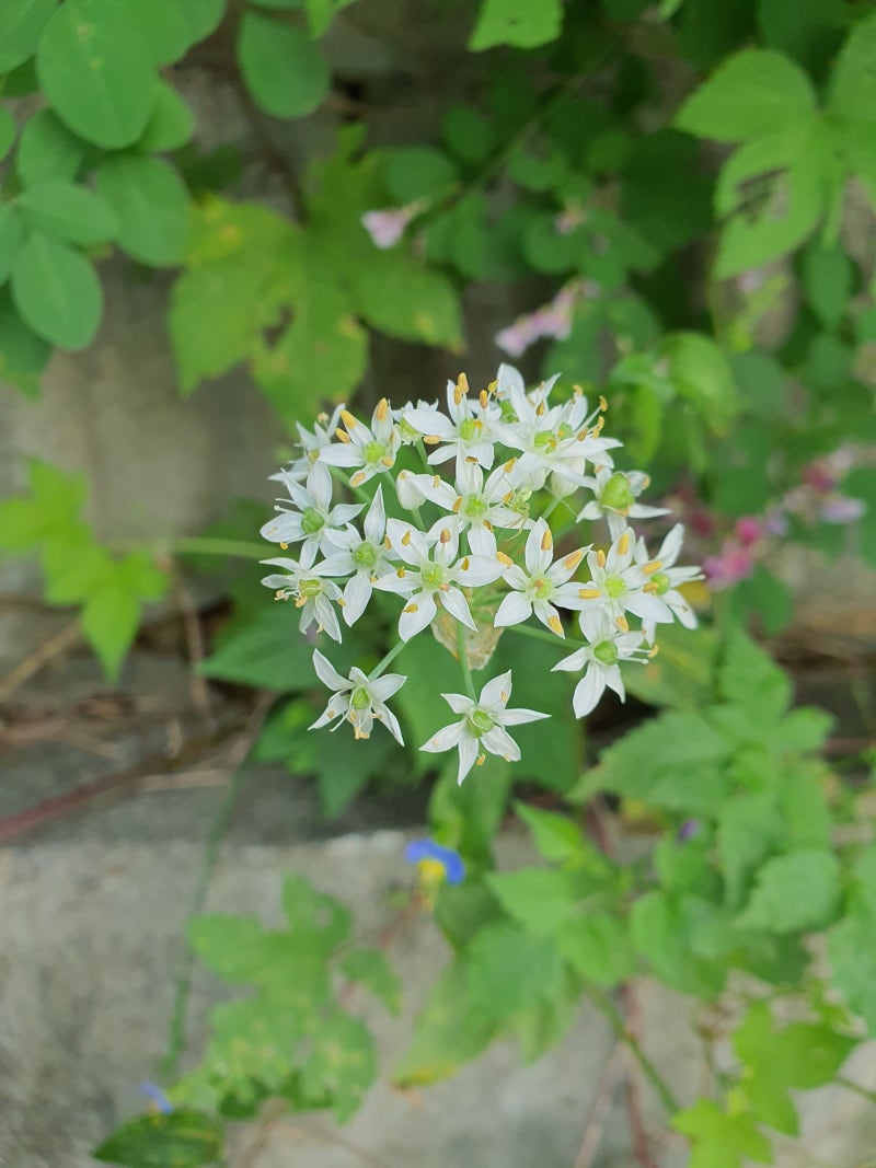 농우바이오 : 네이버 블로그