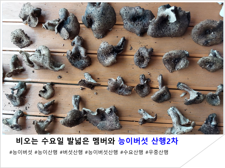  비오는 수요일 발넓은 멤버와 능이버섯 산행2차