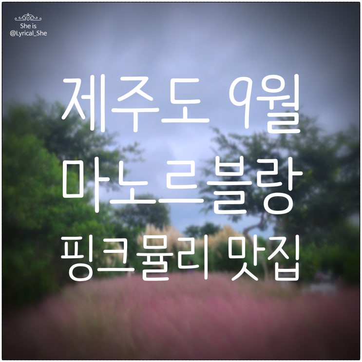  제주도 산방산카페 마노르블랑 핑크뮬리 팜파스 주차장