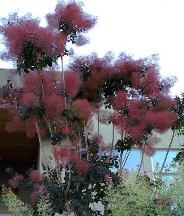  안개 나무(Cotinus coggygria) 정원에서의 관리 방법