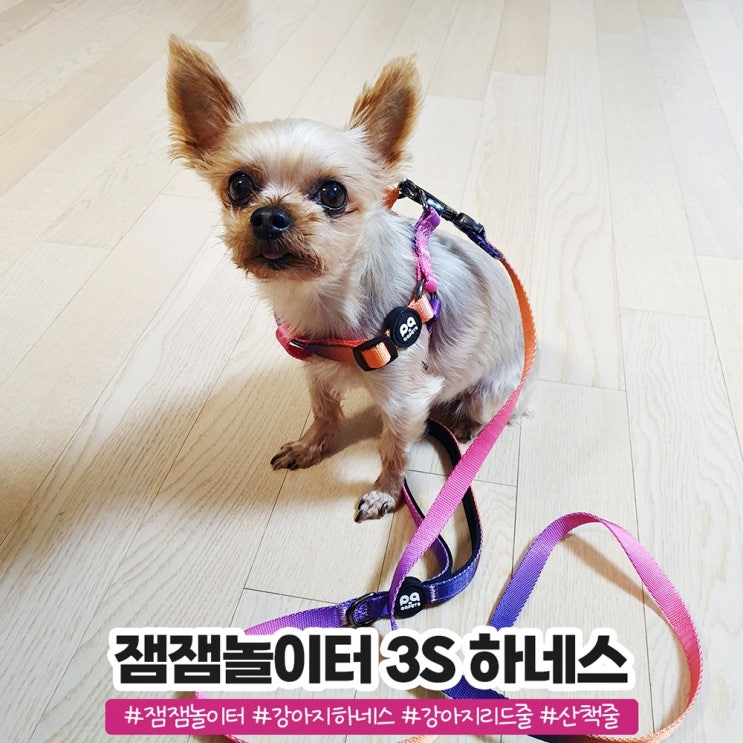잼잼놀이터 튼튼한 소형견 강아지하네스 리드줄 잼잼놀이터 튼튼한 소형견 강아지하네스 리드줄