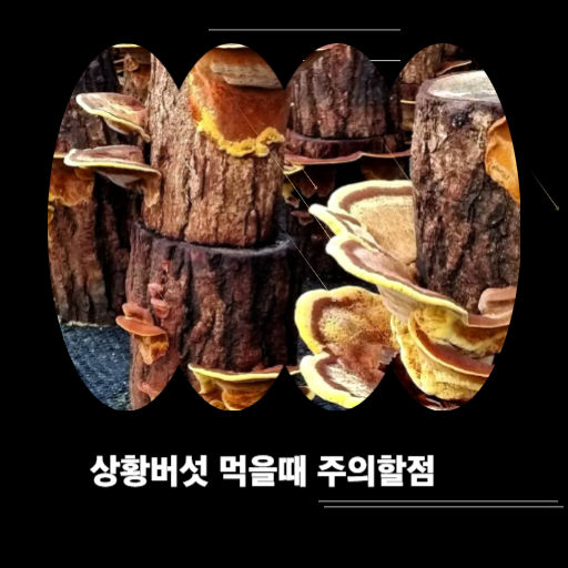  상황버섯 부작용 : 먹는법 알려드려요