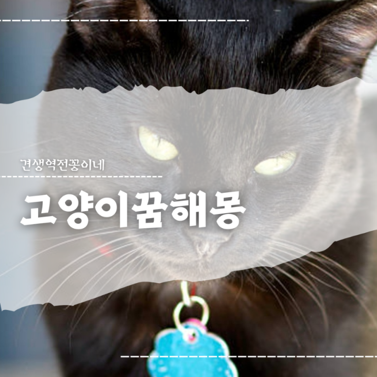  고양이 꿈 많은 고양이꿈 물리는꿈 해몽
