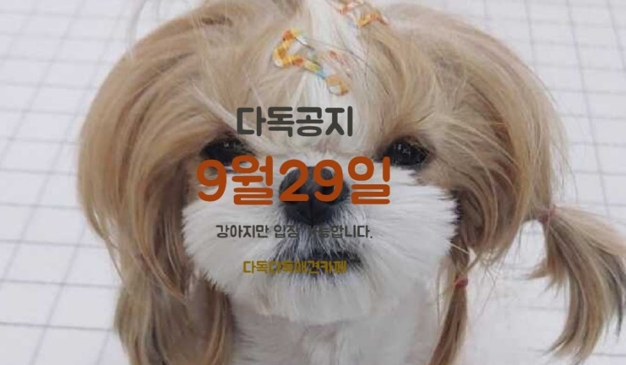 다독다독애견카페 사진 2