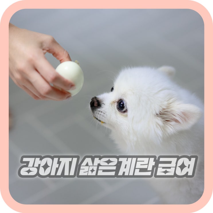  강아지 삶은계란 노른자 흰자 급여방법
