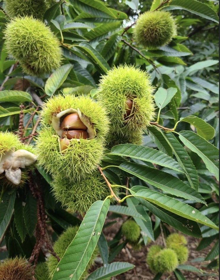 경기도 밤따기체험 밤줍기체험 알밤 효능 경기도 밤따기체험 밤줍기체험 알밤 효능