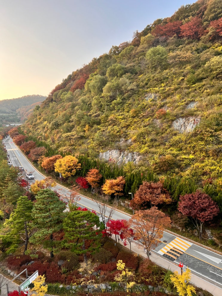  가을 단풍 곤지암 리조트 : 화담숲 단풍 마운틴뷰 객실에서 만끽하는 화담숲 단풍뷰 추천 꿀팁 디럭스 객실정보