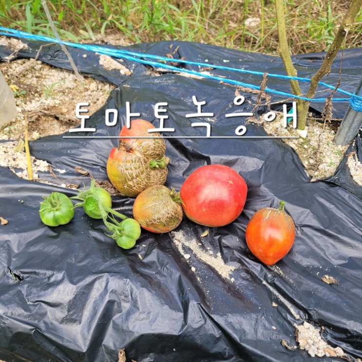  텃밭 토마토녹응애 발견