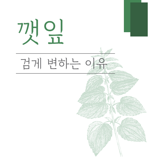  깻잎 검은점이 생기는 이유 : 보관법 알려드려요
