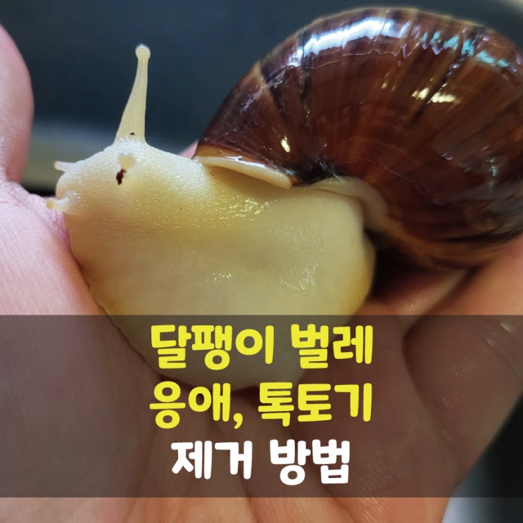 달팽이 벌레처치, 응애벌레, 톡토기 대처방법