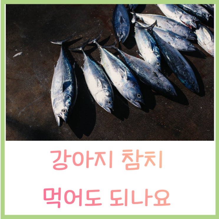  강아지 참치 참치캔 먹어도 되나요 ? 주의점 알아보아요