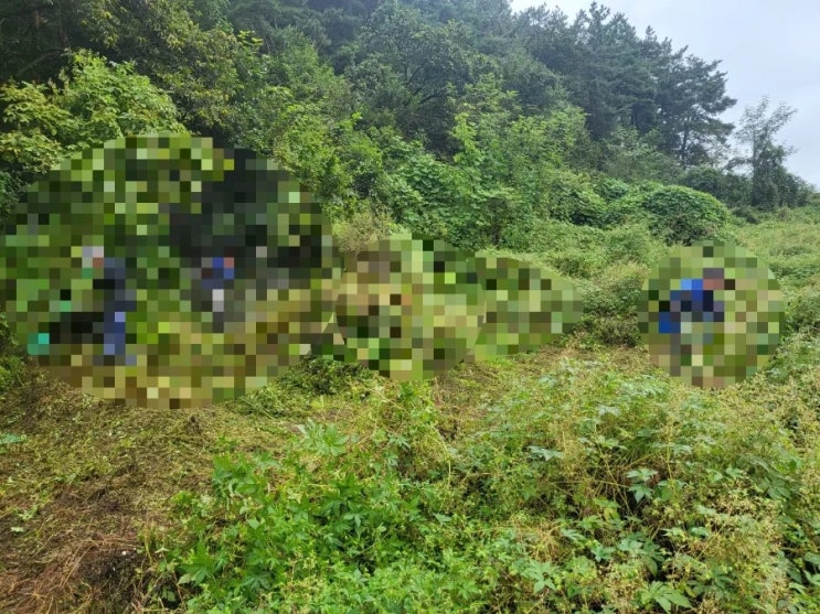  2023년 경북 김천시 조마면 신왕리 산소 3기 벌초 고인돌장의사 #김천장의사 #김천이장