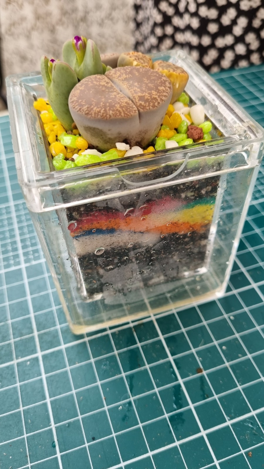 아리랑다육정원 사진 6