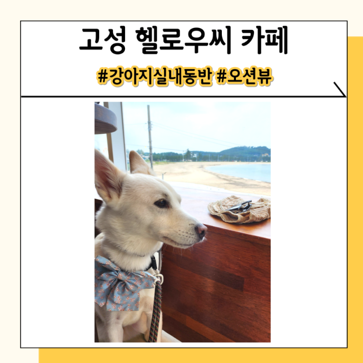 고성 헬로우씨 카페 강아지 동반 가능해요 고성 헬로우씨 카페 강아지 동반 가능해요
