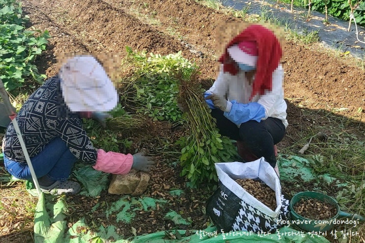  내년에는 땅콩 농사를 늘려야겠네 - 2023년 8월 초에서 9월 말 밭일 이야기