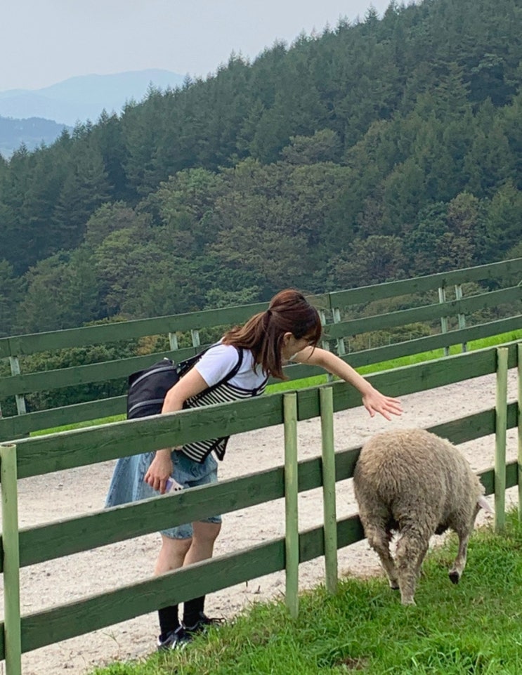  강원도 강릉 당일치기 가볼만한곳 대관령양떼목장(관람소요시간, 입장권, 주차)