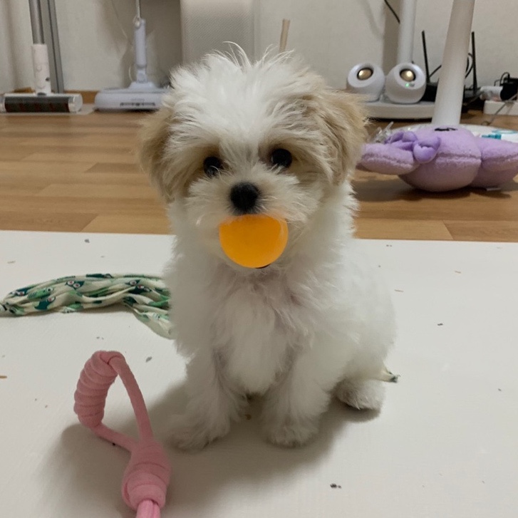  강아지 기다려 훈련과 놀이를 하며 찍은 호두의 귀여운 얼굴