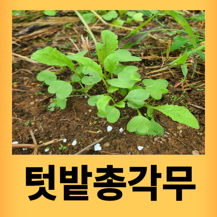 총각무 심는시기 알타리무우 씨앗 파종하기