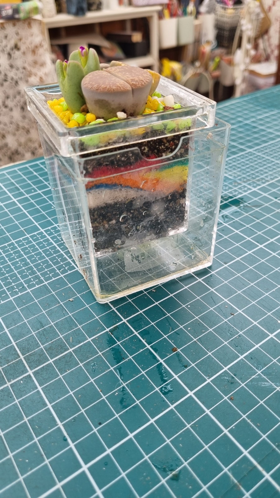아리랑다육정원 사진 5
