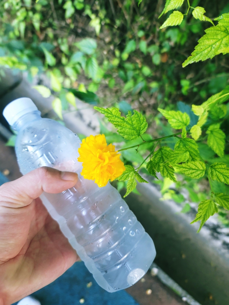  아침운동, 우리집 할머니 옥상 텃밭 채소