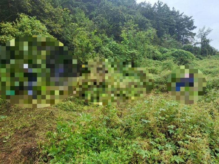  2023년 경북 김천시 대항면 운수리 산 3기 벌초 고인돌장묘개발장의사 선산 구미 황간 영동 성주 상주 문경 칠곡