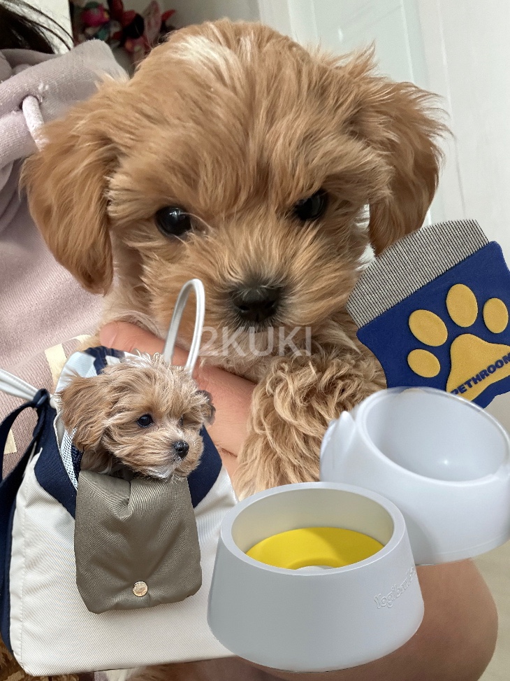  강아지 입양 준비물 필요한 용품 체크