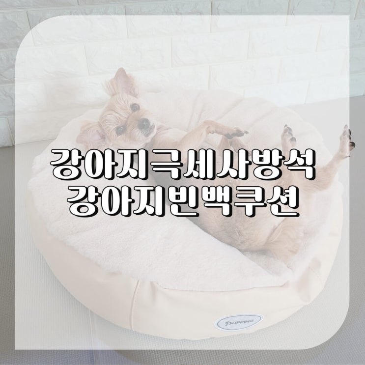  강아지 극세사 방석 추천 포근한 푸딩 빈백 f.선택기준