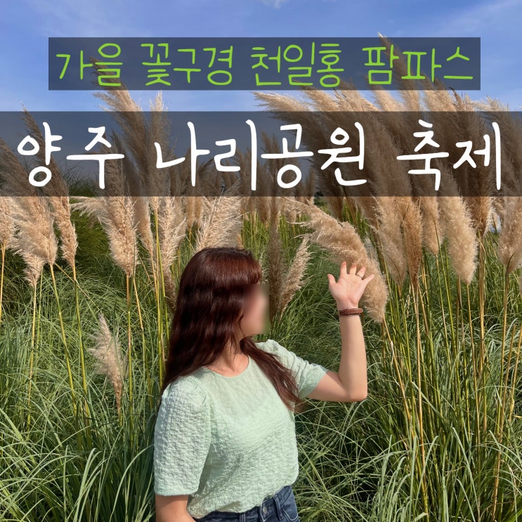  양주 나리공원 나리농원 축제 천일홍 가을 꽃구경