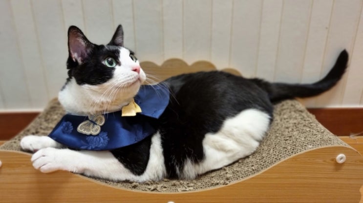  고양이 한복 케이프 강아지 추석빔 명절빔, 묘생 사진 찍기 딱이에요(사이즈 참고)