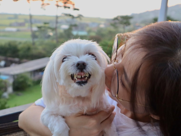  강화도 애견동반 펜션 향기정원 펜션