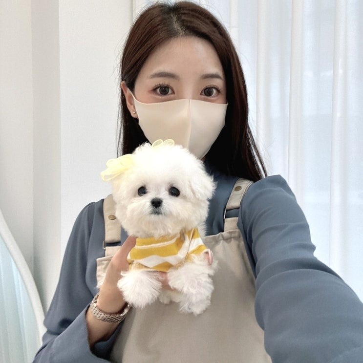  미니비숑분양가격 몸무게 별 가격차이와 주의사항
