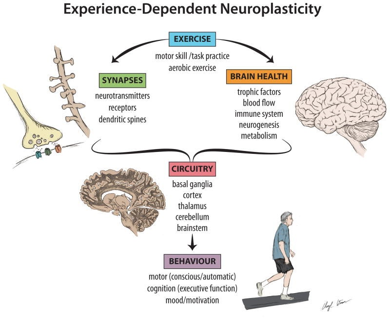 뇌 가소성 이론(Neuroplasticity theory) : 네이버 블로그