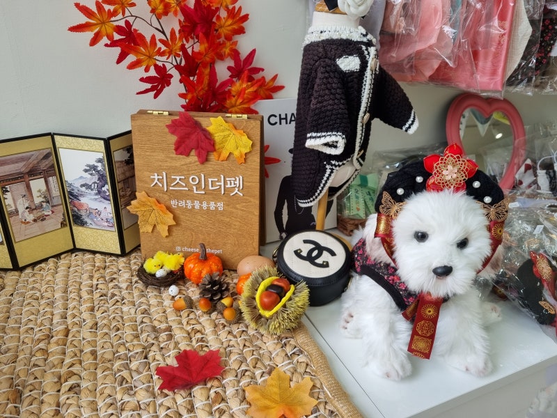 사진 5
